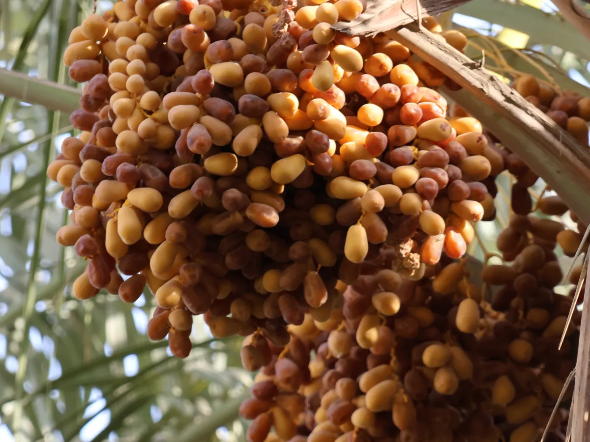 عذوق تمر الزهدي تنضج على النخلة